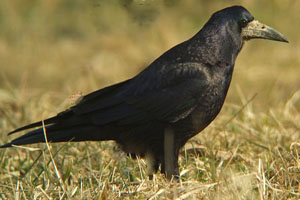  Le corbeau freux