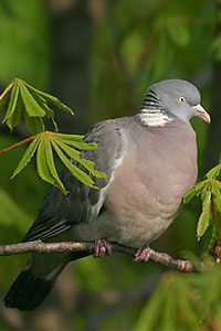 Pigeon ramier ou palombe (Columba palumbus)