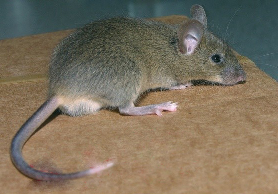 Mouse rat